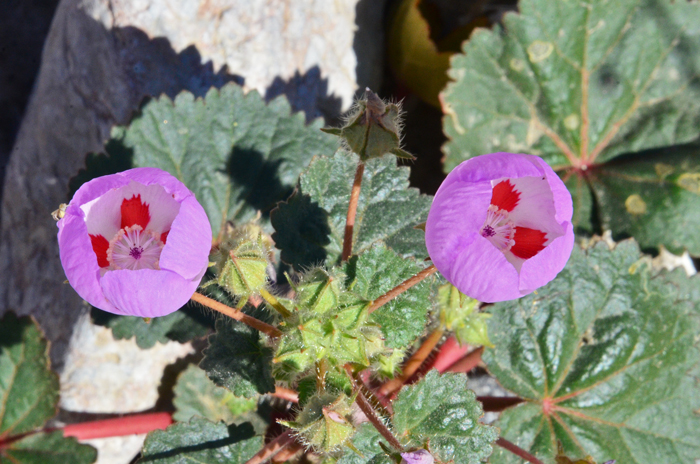 Desert Fivespot, sometimes spelled Desert Five-spot is a lovely flower that blooms early spring from March to May. Eremalche rotundifolia Desert Fivespot, sometimes spelled Desert Five-spot is a lovely flower that blooms early spring from March to May. Eremalche rotundifolia